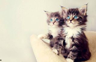 娱乐吃瓜酱小猫咪被吓