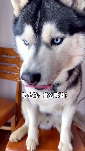 娱乐吃瓜酱哈士奇,揭秘哈士奇的那些事儿